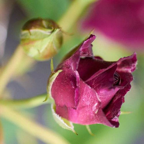 Félig telt virágú - Rózsa - Rosengarten Zweibrücken - Online rózsa vásárlás